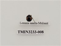 藏品(黃斑盤瓢蟲)的圖片